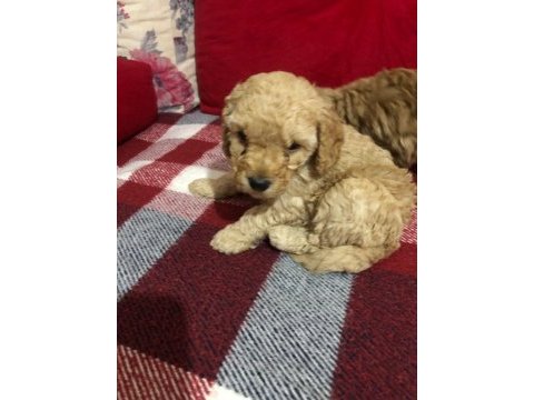 İstanbul ankara safkan toy poodle yavruları