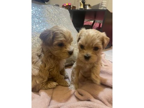 Baby face maltipoo korekan yavrular