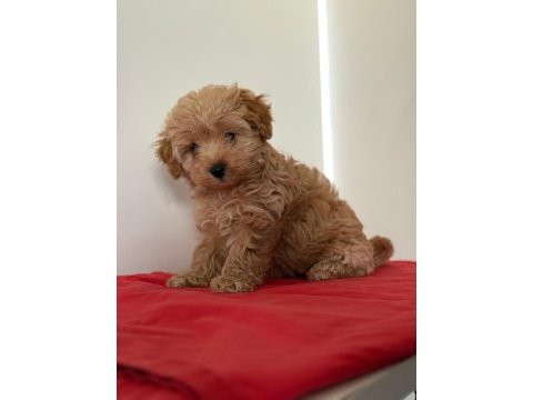 Tatlı minik maltipoo yavrular