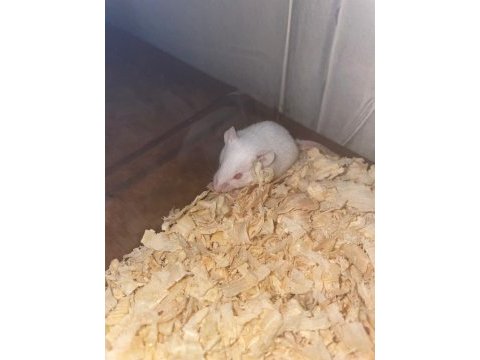 Sütten yeni kesilmiş lab rat yavrularım