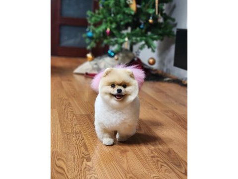 İddaa ediyoruz türkiyedeki en iyi dişi pomeranian