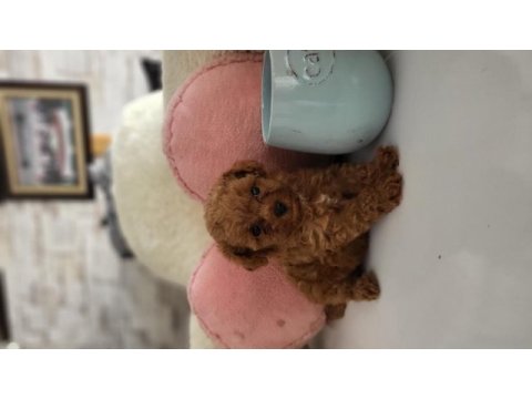 Minik poodle kurabiyeler