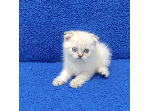 Teslime hazır mükemmel bir scottish fold