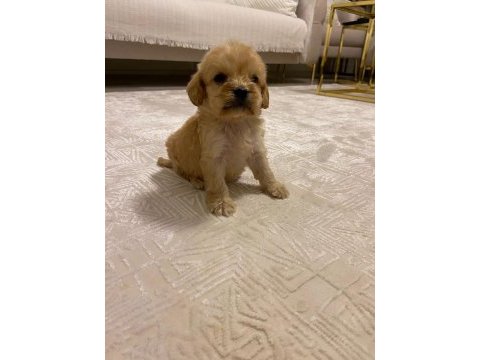 Irk ve sağlık garanti orjinal maltipoo bebeğimiz