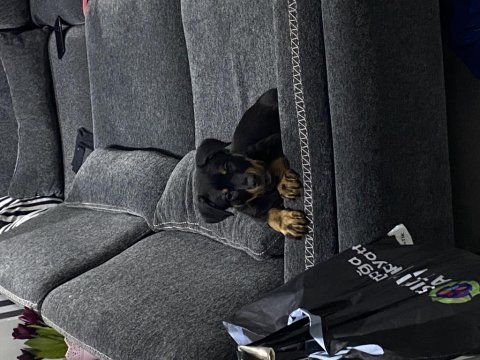 3 aylık erkek rottweiler safkan