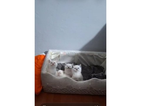 Blue point erkek british shorthair yavrumuz