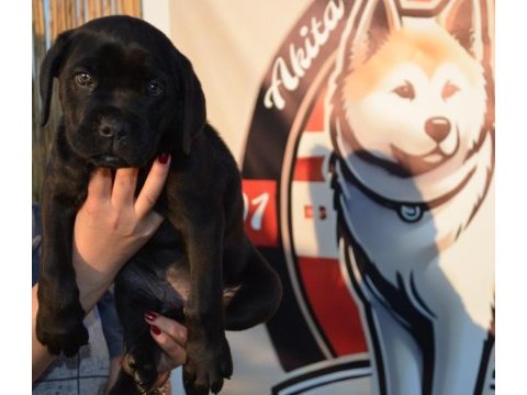 Simsiyah parlak kısa tüylü erkek cane corso yavru
