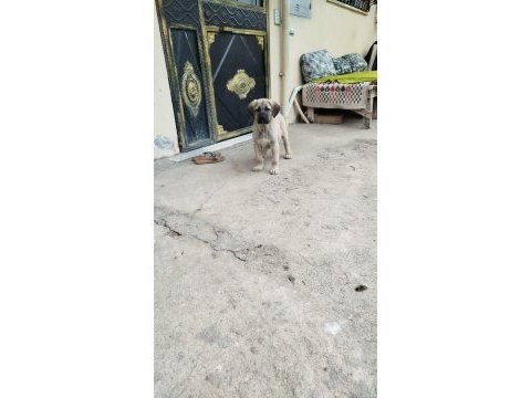 Orjinal üst düzey erkek malaklı yavru köpeğimiz
