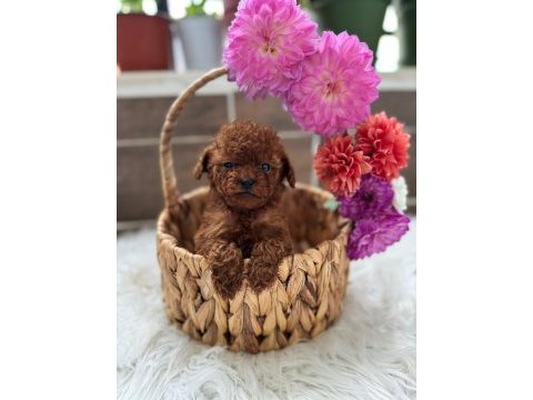 Teacup kore poodle
