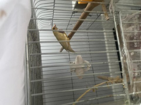 Bengal ve golden finch
