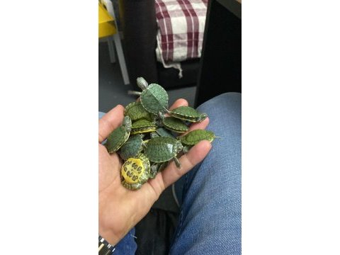 Birinci sınıf kırmızı yanaklı şirin kaplumbağalar