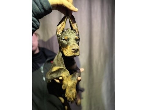 Dünyaca ünlü doberman torunları