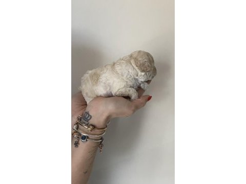 Beyaz renk erkek tam toy poodle yavru