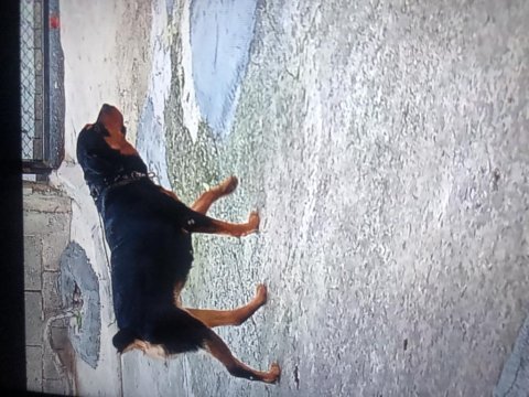 Sahibinden rottweiler