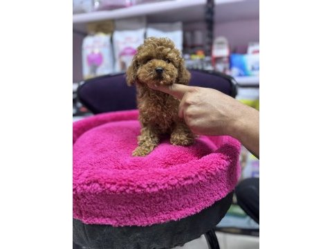 Toy poodle 5 aylık dişi wc eğitimli 1kg