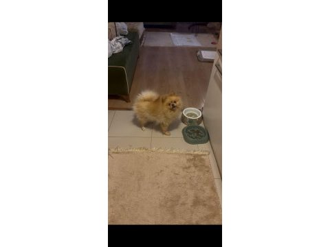 Pomeranian boo 2,5 yaşında