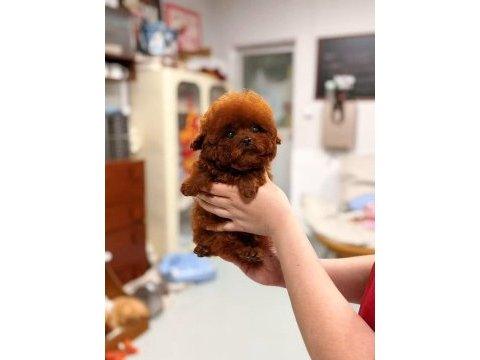 Micro kore poodle yavrularımız