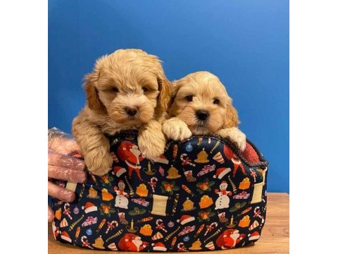 A kalite maltipoo bebeklerimiz
