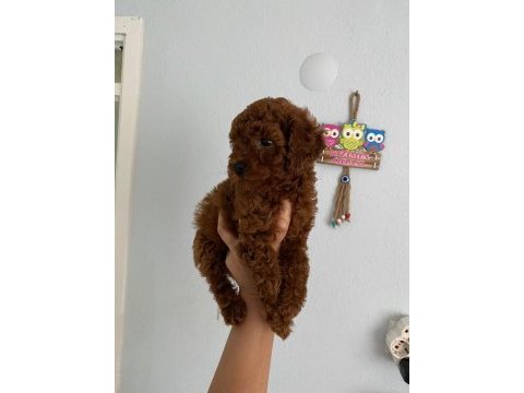 Red brown poodle yavrularım aşılı
