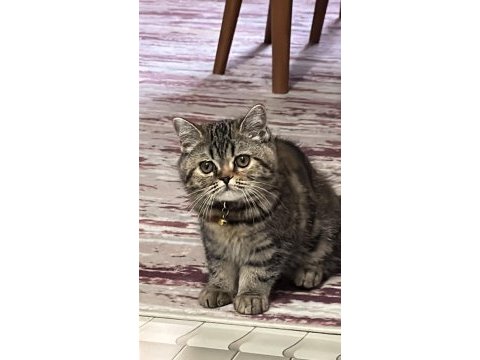 British longhair kedimiz lafo