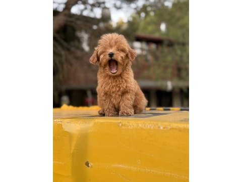 Poodle ayarında maltipoo