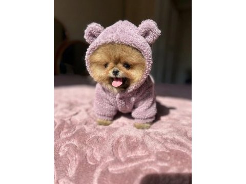 Mikro boy baby face küçük pomeranian ayıcık
