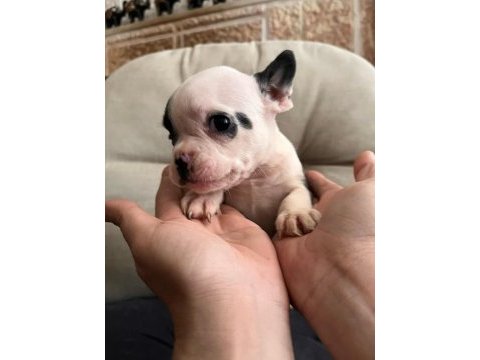 Safkan french bulldog bebişler yeni ailelerini bekliyor