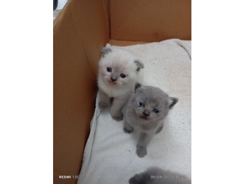 Scottish fold mavi gözlüler