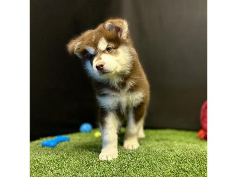 Kutuplardan esen soğuk güzellik alaskan malamute