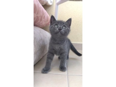 50 günlük british shorthair