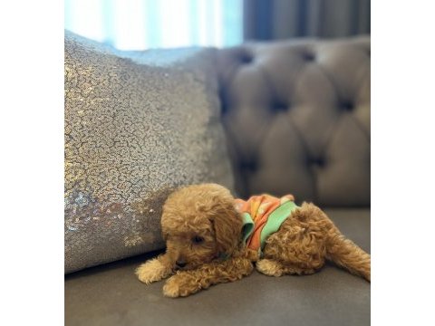 Safkan poodle yavru