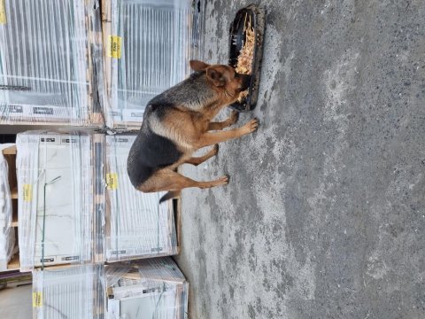 1 yaşında dişi alman kurdu chipli