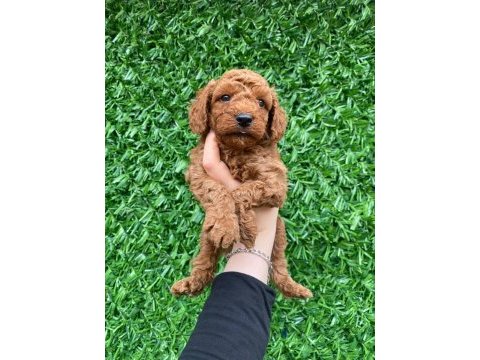 Toy poodle bebekler