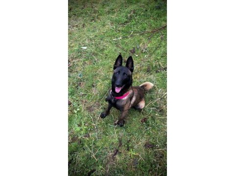 Knpv çalışma hattı belçika malinois yavruları