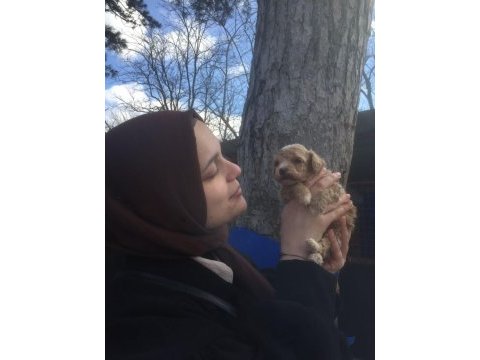 Maltipoo bebekler
