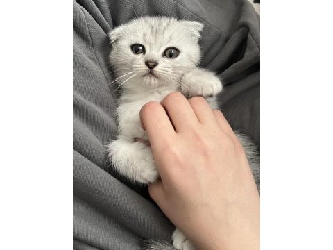 Yavru scottish fold kedisi