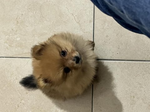 1,5 aylık pomeranian yavrular yeni yuvalarını bekliyor