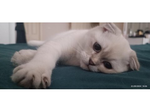 Scottish fold erkek