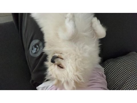 8 aylık pomeranian