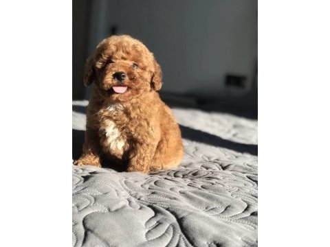 Irkının güzeli toy poodle 