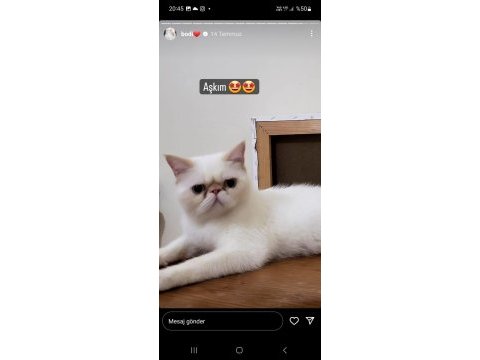 Bodi erkek cins kedi