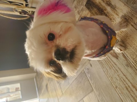 Shih tzu kızımız yeni yuvasını arıyor