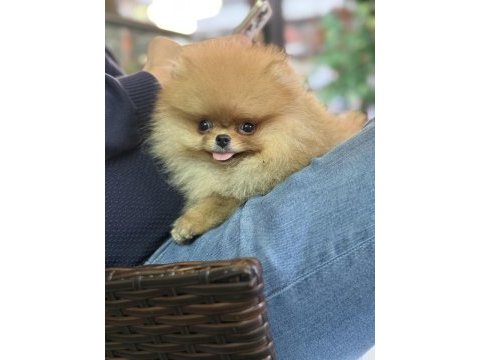 Güler yüzlü pomeranian kızımız tam bir ayıcık