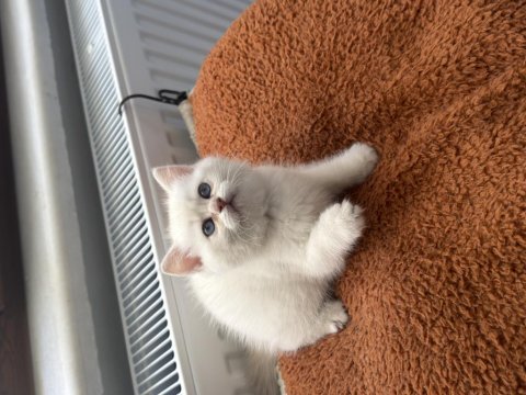 Muhteşem anne babadan british shorthair yavrular