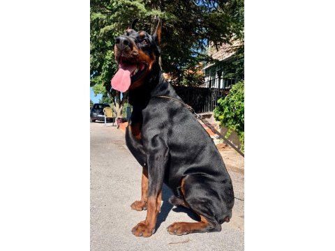 Şecereli doberman yeni yuvalarını arıyor