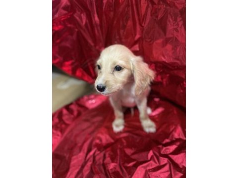 Antalya ingiliz cocker köpeğimiz