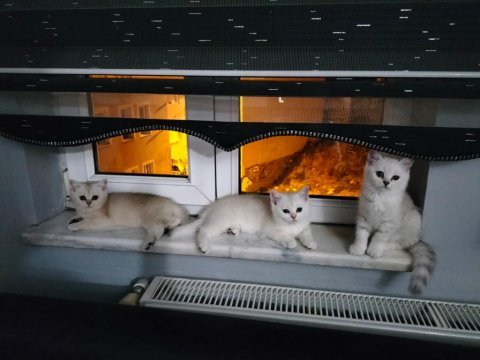 Çok sağlıklı çok uysal safkan