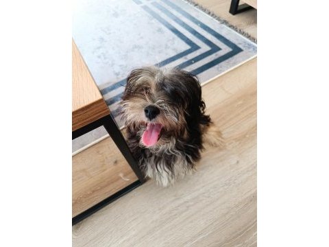 Terrier yorkshire yuva ariyor