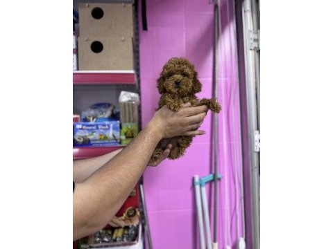 Toy poodle 5 aylık dişi wc eğitimli 1kg