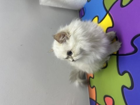 2 aylık yavrular mavi gözlü british longhair